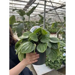 Peperomia (Zümrüt Dalgası) 20cm 