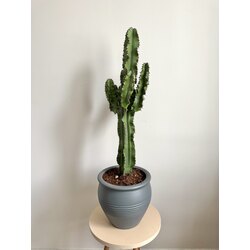 Euphorbia Ingens  (Kovboy Kaktüs) 80-90cm 