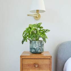 Monstera Adansonii - Maymun Maskesi Bitkisi