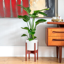 3 Köklü Strelitzia(Starliçe) - Cennet Kuşu Çiçeği 100cm
