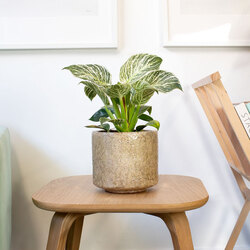 Philondendron Birkin