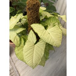 Syngonium - Ok Ucu Bitkisi 65Cm (Yosun Sopalı)