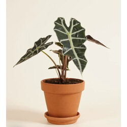 Alocasia Polly (Fil Kulağı) 20-25cm