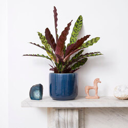 Calathea Lancifolia - Çıngıraklı Yılan Bitkisi