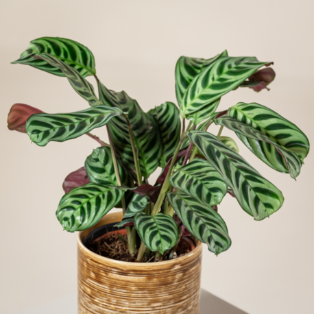 Dua Çiçeği (Özel Tür) Calathea Ctenanthe burle-marxii