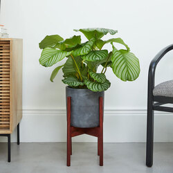 Calathea Orbifolia Büyük Boy 
