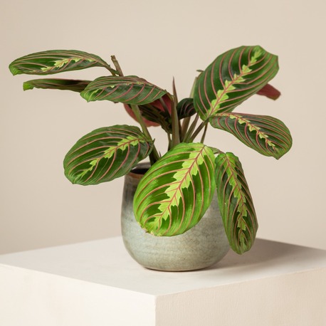 Maranta Fascinator - Büyüleyici Dua Çiçeği 