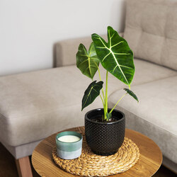 Alocasia Frydek (Fil Kulağı) 35cm