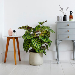 Calathea Makoyana - Tavus Kuşu Dua Çiçeği 60cm