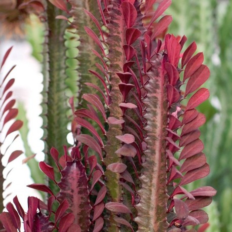 Kırmızı Süt Kaktüsü (Euphorbia Trigona Red) 25-30cm Kaktüs