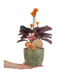 Calathea Crocota