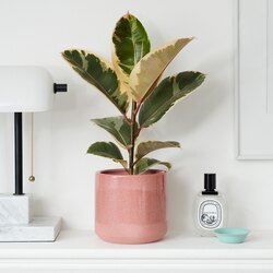 Ficus Elastica Tıneke 25-35cm