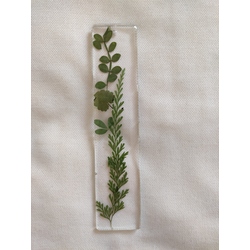 Greeny 2 Bookmarks