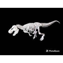 T-REX İSKELET MAKETİ