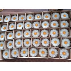 Papatya Desenli Mum 100 Adet 