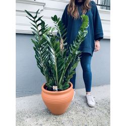 Zamia (Zamioculcas)