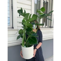  Monstera Deliciosa (Deve Tabanı)