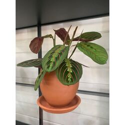 Maranta Leuconeura (Dua Çiçeği)