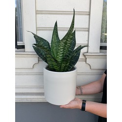 Sansevieria Zeylanica (Yeşil Paşa Kılıcı) 