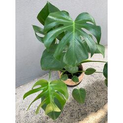  Monstera Deliciosa (Deve Tabanı)