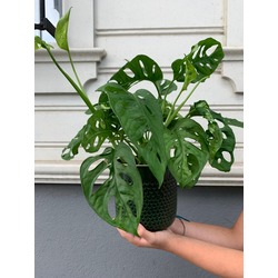 Monstera Obliqua Monkey Mask