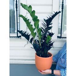 Zamia Raven 
