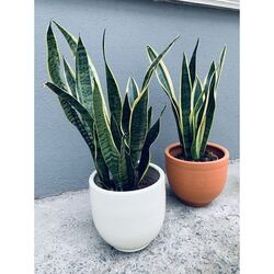  Sansevieria Trifasciata (Paşa Kılıcı) 
