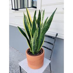 Sansevieria (Paşa Kılıcı) Bitkisi