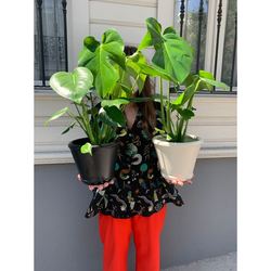 Monstera Deliciosa (Deve Tabanı)