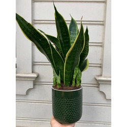 Sansevieria Trifasciata (Paşa Kılıcı)