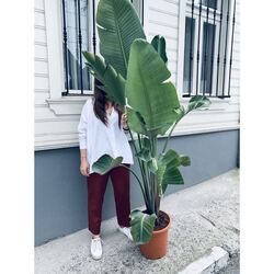 Starliçe