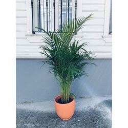  Areka Palmiyesi (Areca Palm)