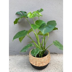 Monstera Deliciosa (Deve Tabanı)