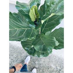 Ficus Lyrata