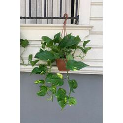 Askılı Golden Pothos (Askılı Pothos Sarmaşık)