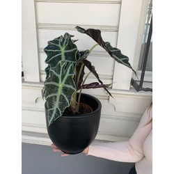  Alocasia Amazonica