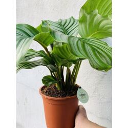 Calathea Orbifolia