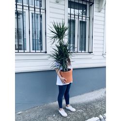 Dracaena Marginata (2 gövdeli)