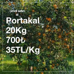Coğrafi işaretli Aydın/Kuyucak Portakalı