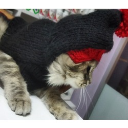 Kapşonlu kedi kıyafeti