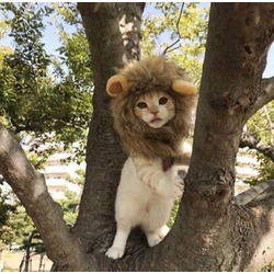 KEDİ ASLAN YELESİ PERUK