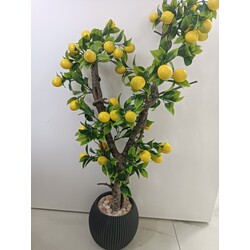 limon ağacı