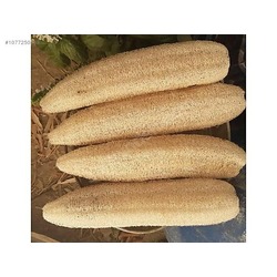 DOĞAL KABAK LİFİ 70cm / 90cm CİVARI UZUNLUK