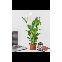 Barış Çiçeği Spathiphyllum (Spatifilyum) 40-50 cm