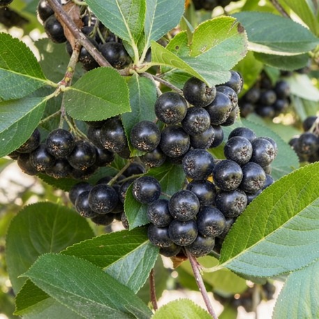 İSVEÇ YABAN MERSİNİ ‘vikink’ / Aronia melanocarpa ‘Viking’