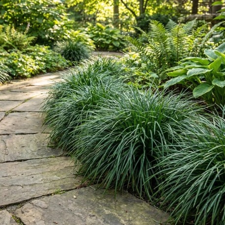 OSMANLI ÇİMİ / Ophiopogon japanicus