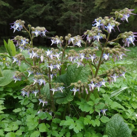 ORMAN HODANI / Trachystemon orientalis / *Türkiye Bitkisi