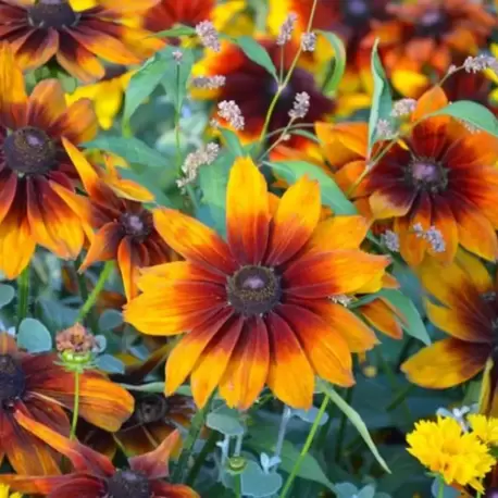 KURAKÇIL RADBEKYA (Güneş Şapkası) ‘sonbahar renkleri’ / Rudbeckia hirta ‘Autumn Colors’