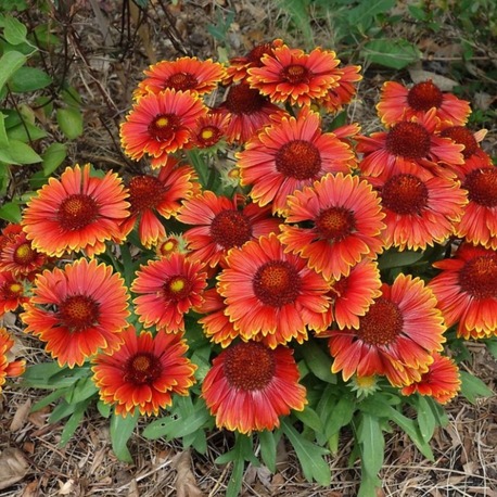GAİLARDA ‘sarı dokunuşlu top kafa’ / Gaillarda ‘Spintop Yellow Touch’
