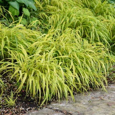 SARI ALACALI JAPON HAKONE OTU / Hakonechloa macra ‘Aureola’